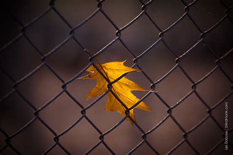 Beautiful and Colorful Autumn Leaves Photography - 121Clicks.com