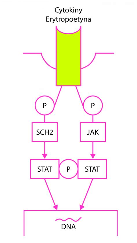 Schemat Receptora Przekazuj Cego Pobudzenie Przez Kinaz Tyrozynow