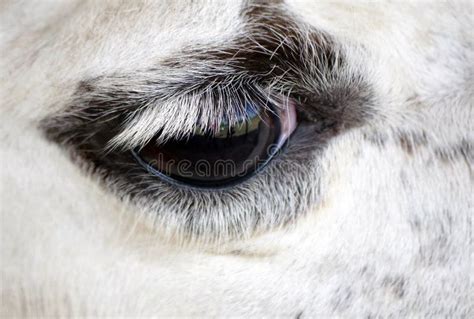 Llama eye close up stock photo. Image of looking, cute - 144268876