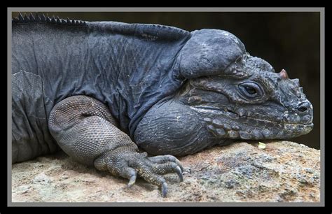 Iguana At Australia Zoo 1 Iguana At Australia Zoo Flickr