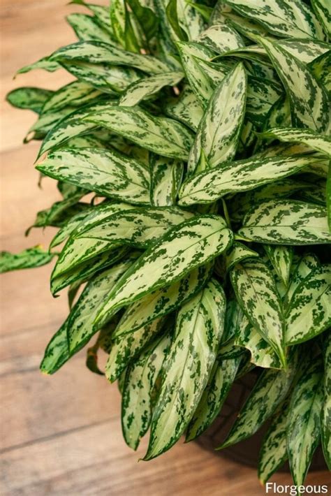 How To Grow And Care For Chinese Evergreen Plants Florgeous