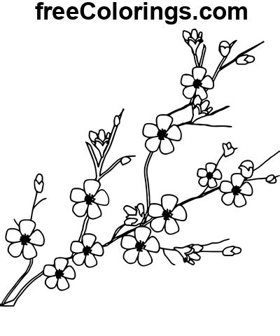 Modello Di Fiore Di Ciliegio Disegni Da Colorare Stampabili Gratuiti