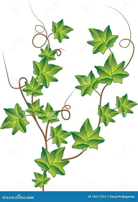 Green Ivy Vector Illustration Stock Photos Image 13511233