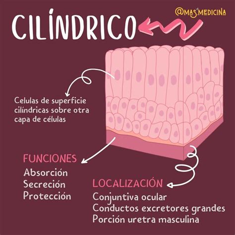 EPITELIO ESTRATIFICADO CILÍNDRICO Anatomía médica Libros de