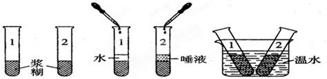 某同学做了如图所示的实验． 向1号2号试管中各加入2毫升浆糊再向1号试管中加入2毫升清水2号试管中加入2毫升唾液．将2支试管充分振荡后