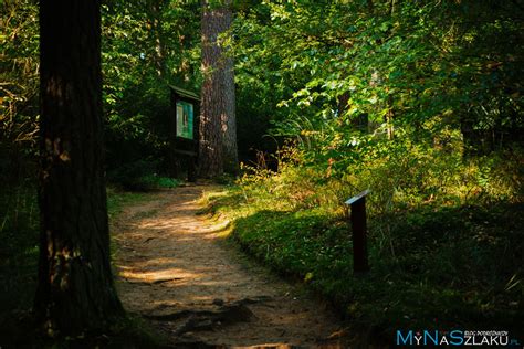 Leśne Arboretum Warmii i Mazur w Kudypach niedaleko Olsztyna