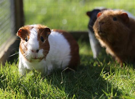 How To Build A Guinea Pig Run In 6 Easy Steps Checkatrade