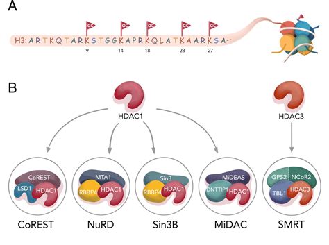 Diverse nucleosome Site-Selectivity among histone deacetylase complexes ...