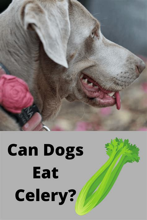 Can Dogs Eat Celery