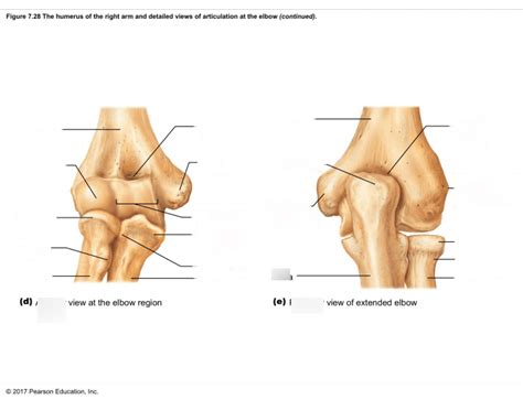 Right Elbow Diagram Quizlet