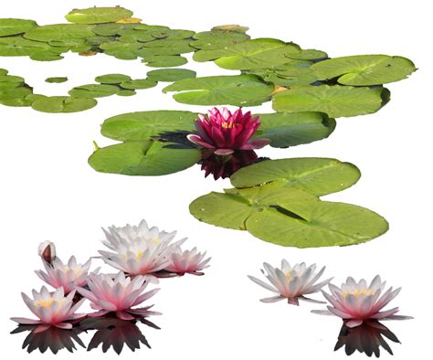 Water Lily Png Transparent Images