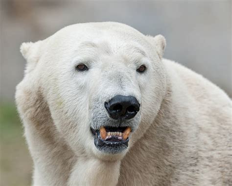 Royalty Free Polar Bear Teeth Pictures, Images and Stock Photos - iStock