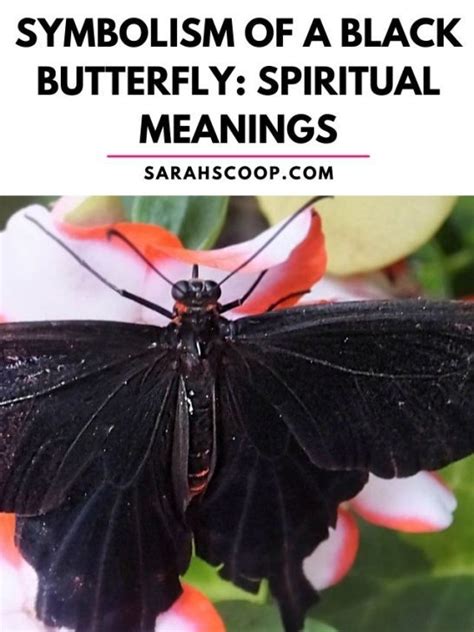 Symbolism Of A Black Butterfly Spiritual Meanings Sarah Scoop