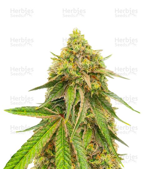 Watermelon Z Fast Version Feminized Seeds For Sale Herbies Seeds