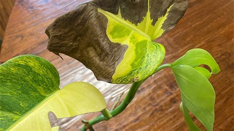 How To Cure Browning Or Dying Leaves On Monstera Albo Aurea Or Thai