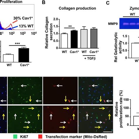 Interaction Between Wild Type And Mutant Cav1 A Co Transfection Of