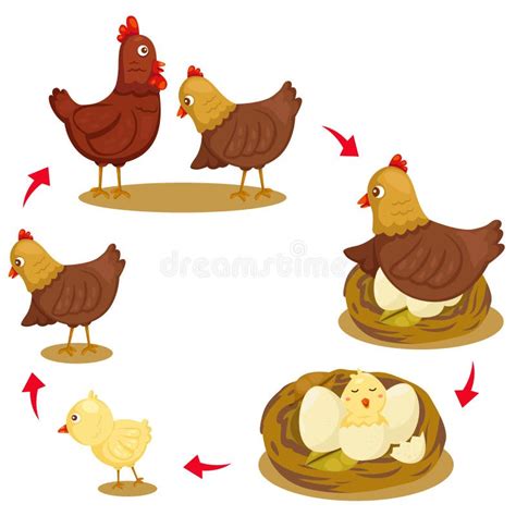 Illustrator Of Chicken Life Cycle Stock Vector Illustration Of Growth