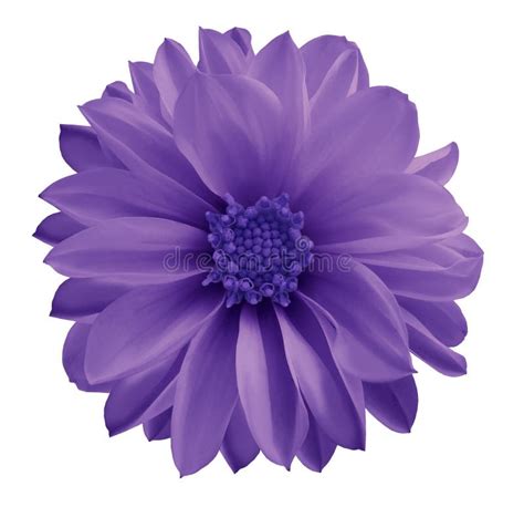 Violet-blue Rose Flower with Dew. Side View. White Isolated Background ...