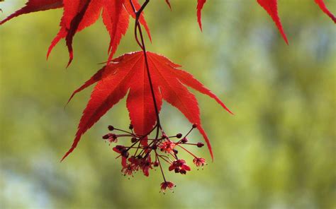 Japanese Maple Leaf And Flowers The Flowers Of Most Trees Ar Flickr