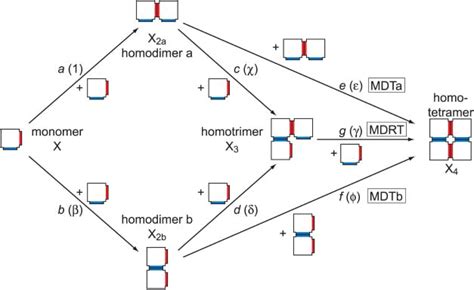 A Perspective On Mechanisms Of Protein Tetramer Formation Biophysical