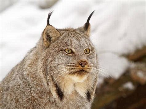 These Are Canada's 9 Most Amazing Wild Animals