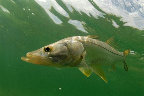 Snook Fishing How To Catch Floridas Premiere Inshore Species