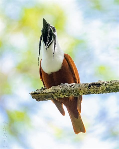 Three Wattled Bellbird Campanero Tricarunculado Procnias Flickr