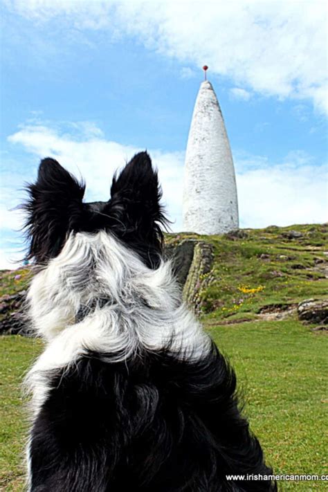 Irish Sheepdogs Why I Love Border Collies Irish American Mom