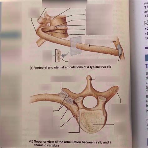 Week 7 Figure 7 24 Articulation Between Rib And Vertebrae Diagram Quizlet