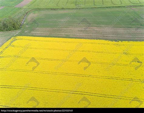 Rapsfeld gelb grün Luftaufnahme der Landschaft Drohne Stockfoto