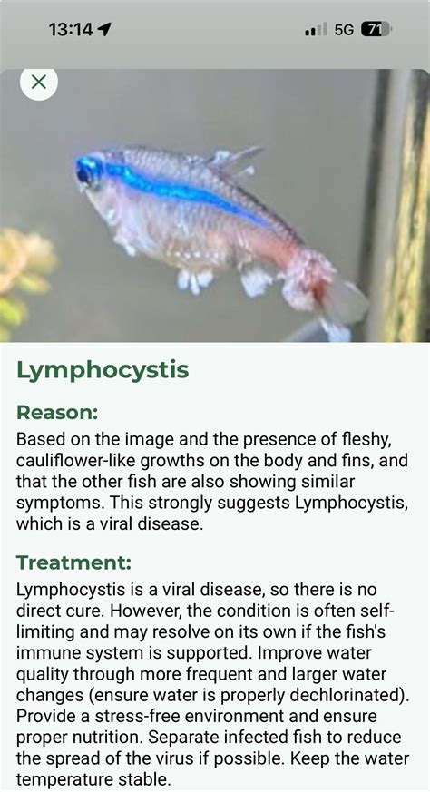 Neon Tetra Heat Stress Symptoms: Warning Signs & Quick Remedies - Top