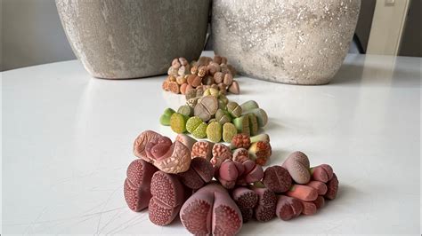 Литопсы/ Lithops. Последние приготовления и обзор по цветам 🎨 - YouTube