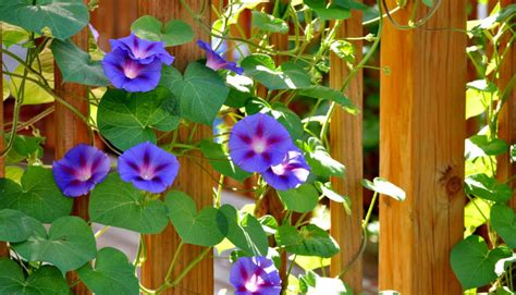 How To Grow Morning Glories Indoors PlantNative Org