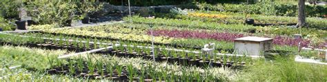 Bahamas Native Plants Fox Hill Nursery