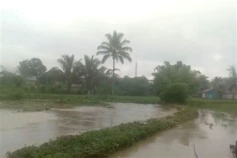 Bpbd Hektare Sawah Rusak Akibat Banjir Di Rejang Lebong Antara News