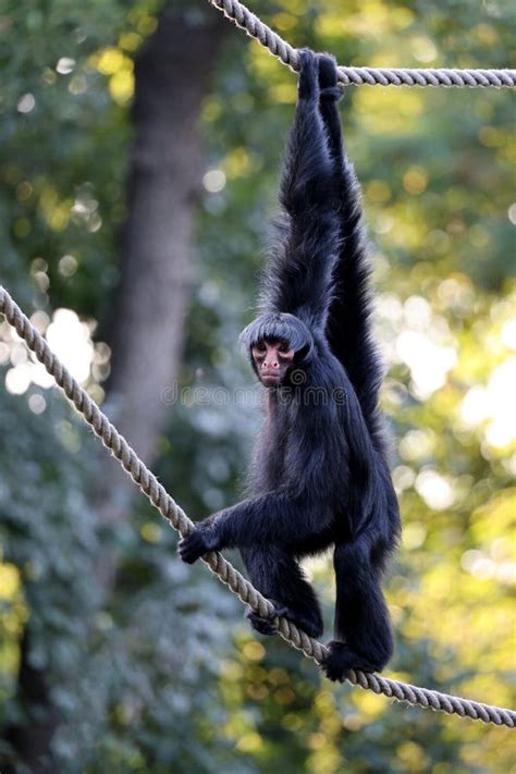 The Red Faced Spider Monkey Ateles Paniscus Stock Image Image Of