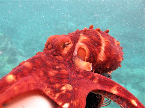 The Brightly Colored And Incredibly Intelligent Hawaiian Day Octopus On