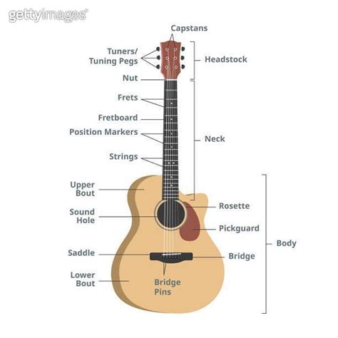 Parts Of An Acoustic Guitar Chart Vector Illustration Guitar Anatomy