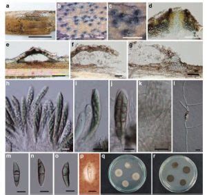 Occultibambusa Bambusae Facesoffungi Number Fof Faces Of Fungi