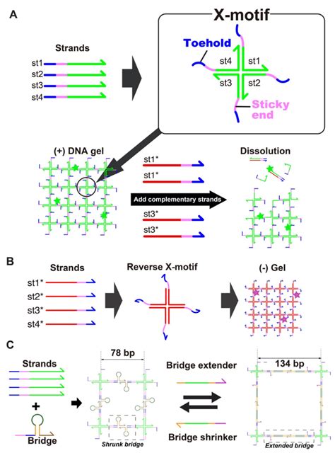 Aassembly Of The Dna Hydrogel The Dna Gel Forms Hierarchically The