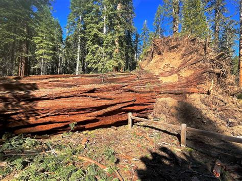 Yosemite: Giant sequoia grove reopens after winds topple huge trees