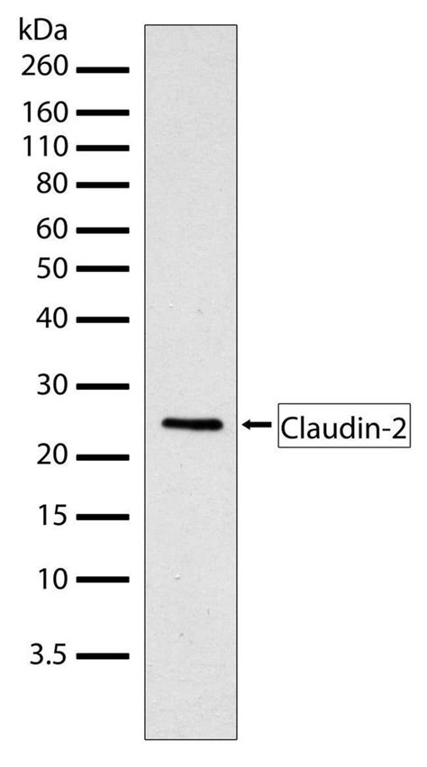 Recombinant Anti Claudin Antibody Rp Ab Abcam