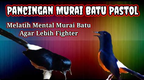 Pancingan Murai Batu Pastol Agar Lebih Fighter Pancing Emosi Murai