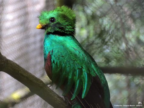 Exhibe Xcaret Pareja De Quetzales De Chiapas Todo Chiapas