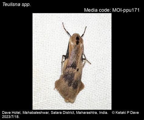 Teulisna spp. Walker, 1862 - | Moths