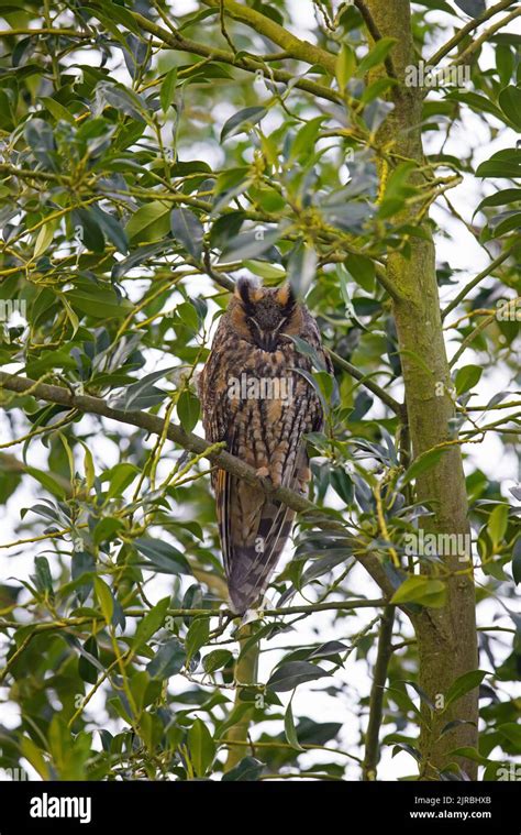 Long Eared Owl Asio Otus Roosting In Evergreen Broad Leaved Tree In