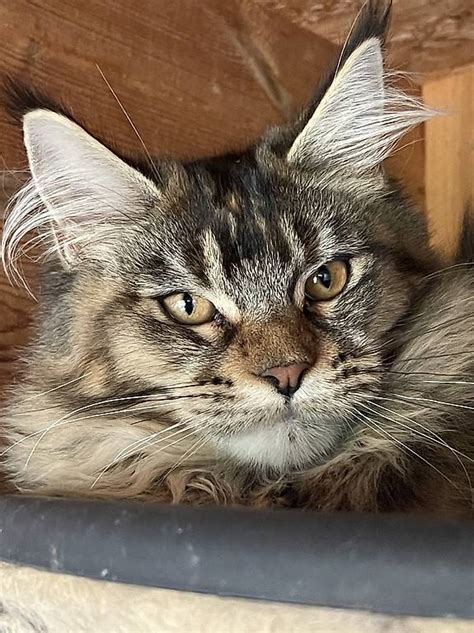 Maine Coon Mit Stammbaum Zu Verkaufen Im Kanton Freiburg Tutti Ch