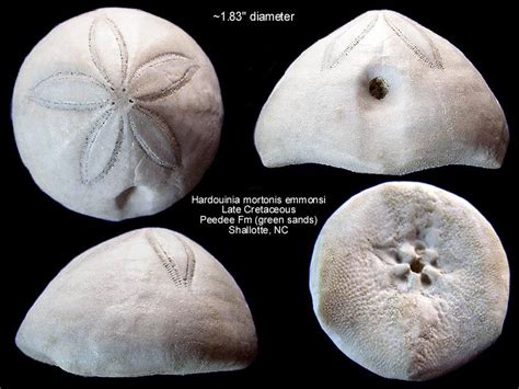 Sea Urchin Fossil Hardouinia Mortontis Emmonsi Late Cretaceous