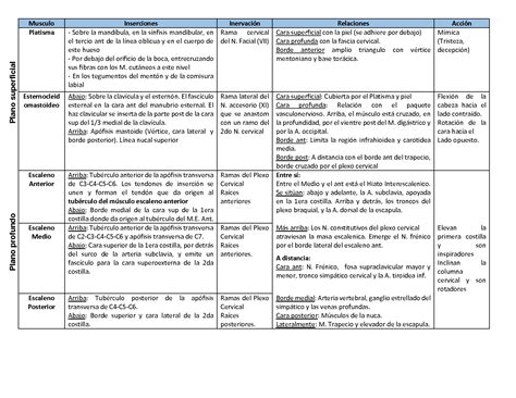 Solution Musculos De Region Anterior Y Lateral Del Cuello Studypool