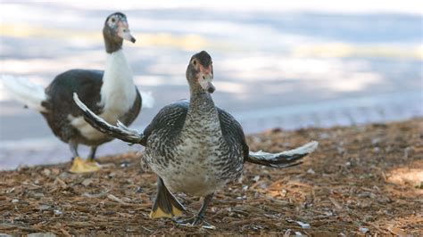 Petition · Change the plural of 'goose' to 'gooses' - New Zealand ...